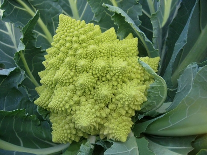 Picture of Organic Cauliflower Romanesco Veronica F1